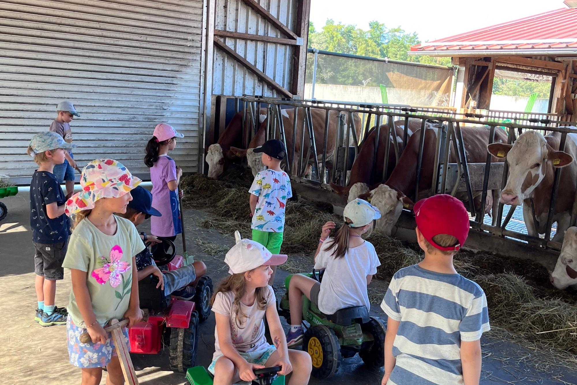 Die Vorschulkinder besuchen einen Bauernhof